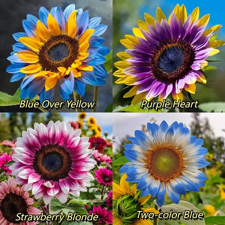 🌻🌼Midnight Blaze Sunflower Seeds