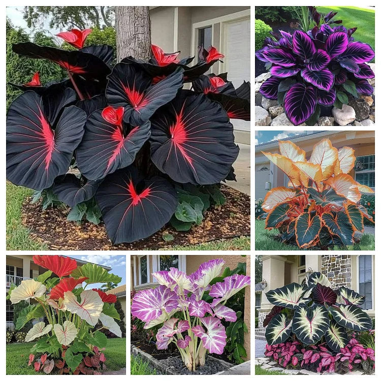 Imported Hosta Flower Bulbs Seeds🎁2025 Special Offer