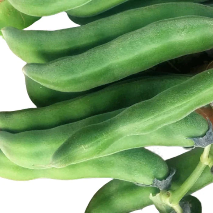 Organic Bulk Velvet Bean Seeds or Mucuna pruriens Seeds For Planting