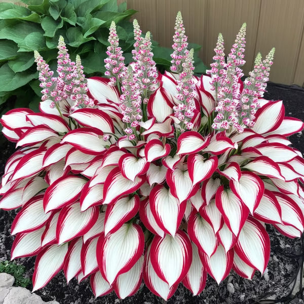 🔥Last day clearance🔥Premium Rare Hosta Seeds🌿Shade-Tolerant Plant