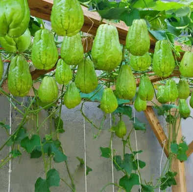 Chayote Seeds for Planting - Enhance Your Garden and Cuisine