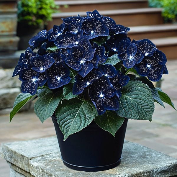 🦋🌙Midnight Wings Begonia