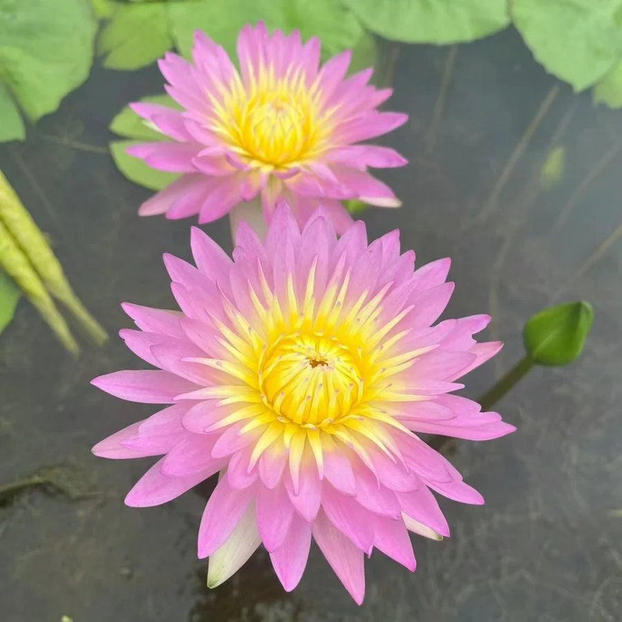 🌸Last Day 50% OFF💐The Sacred Bonsai Bowl Lotus Flower