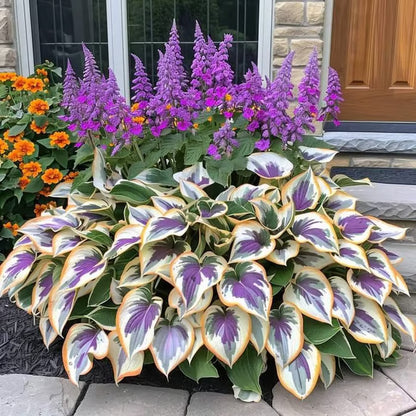 💥2026 Hot Sale 🌌Hosta Seeds Perennial Shade Plant for Garden
