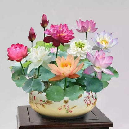 🌸Last Day 50% OFF💐The Sacred Bonsai Bowl Lotus Flower