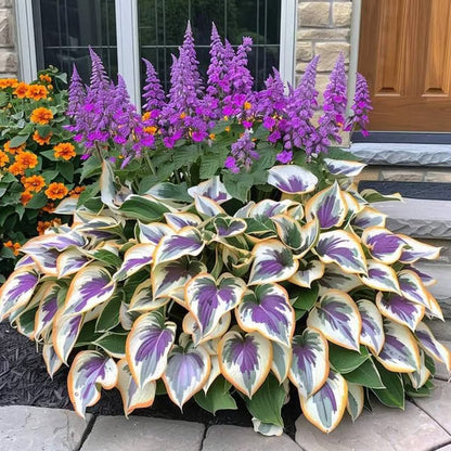 🔥Last day clearance🔥Premium Rare Hosta Seeds🌿Shade-Tolerant Plant