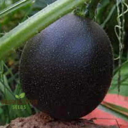 Squash 'Little Gem Rolet' Seeds For Planting: Hardy Gardening Variety for Your Vibrant Garden