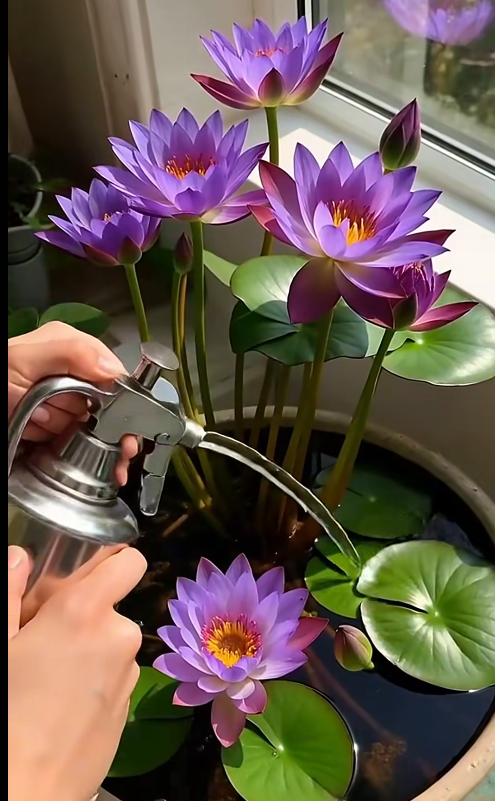 🌸Last Day 50% OFF💐The Sacred Bonsai Bowl Lotus Flower