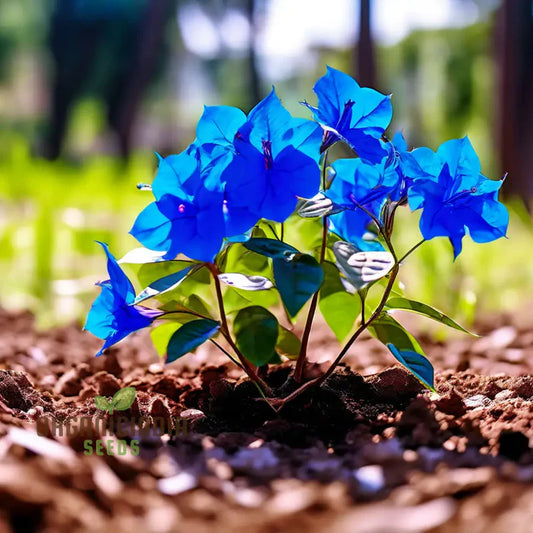 Blue Bougainvillea Flower Seeds - Stunning Mediterranean Beauty for Your Garden