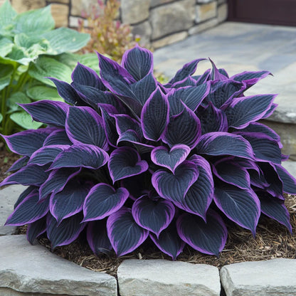 Rare Mix Hosta Plant Seeds, Purple Black, Exotic Shade Garden Beauty