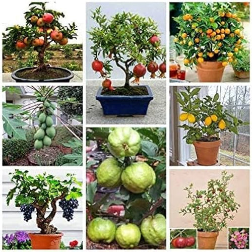 Dwarf Fruit Seeds for Planting Combo Pack, 15 Varieties, 10+ Seeds Each - Comprehensive Gardening Guide