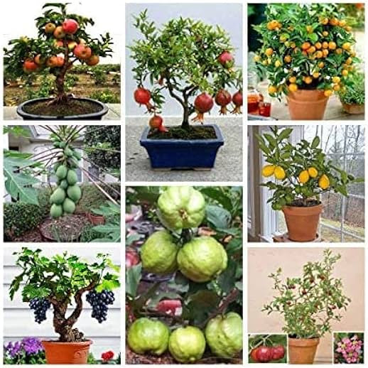 Dwarf Fruit Seeds for Planting Combo Pack, 15 Varieties, 10+ Seeds Each - Comprehensive Gardening Guide