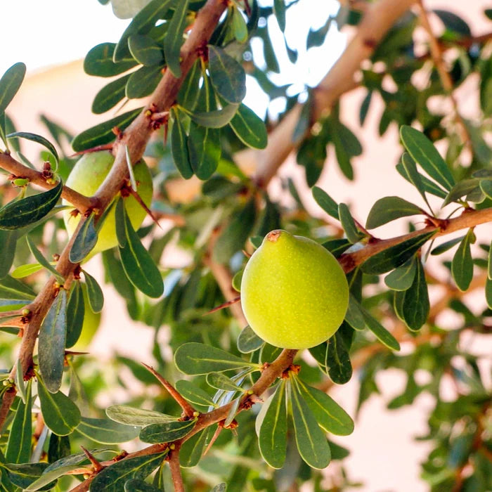 Moroccan Argan Tree seeds, Argan Tree seeds