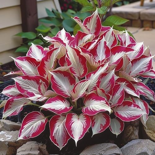 Hosta Plant Seeds White And Red