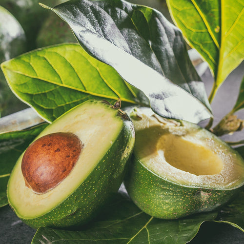 Avocado Seeds, butter fruit seeds for planting, Rare Mexicola Grande Green Avocado