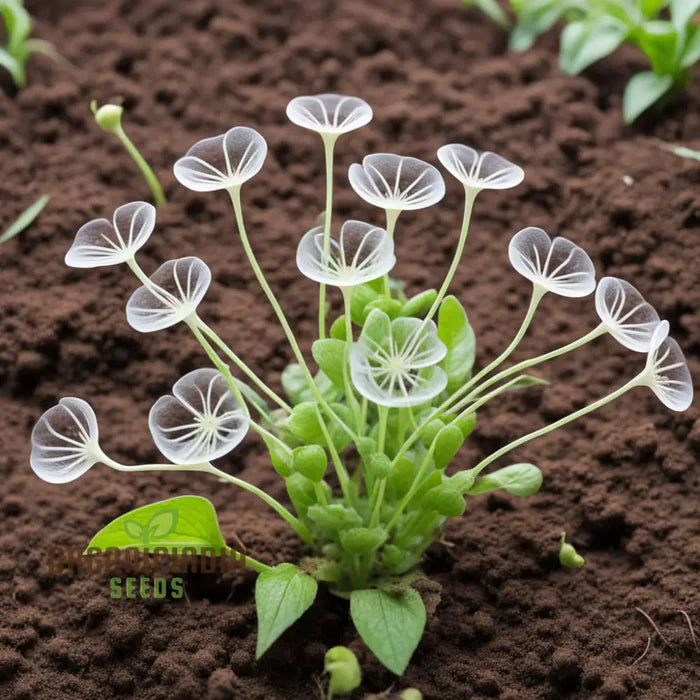 Skeleton Flower Seeds, Exquisite Skeleton Flower Seeds, Create Enchanting Shade Gardens