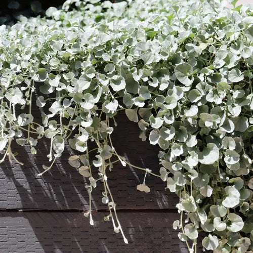 Kucus Dichondra Repens Silver Falls And Emerald Falls Ground Cover Seeds for Hanging Baskets