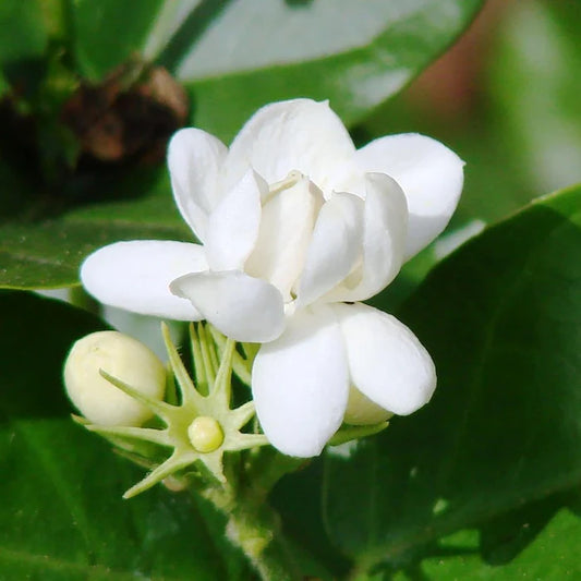 Arabian Jasmine Seeds for Planting Jasminum Sambac, Fragrant Evergreen Climbing Shrub for Patio, Garden And Containers