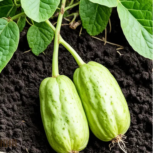 Chayote Seeds for Planting - Enhance Your Garden and Cuisine