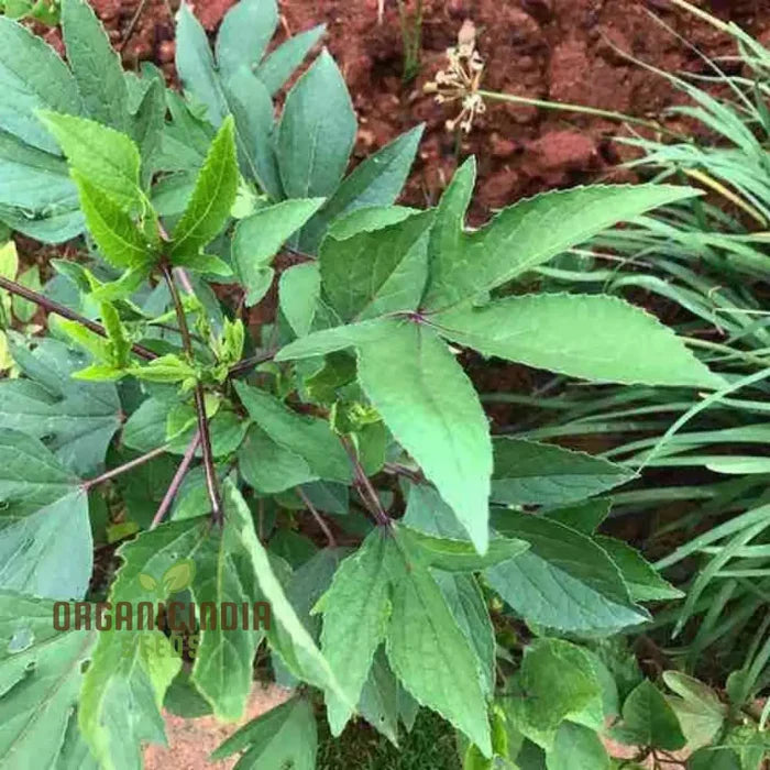Gongura Leaves (Sorrel leaves) Seeds for Planting - High-Quality Seeds for Your Garden