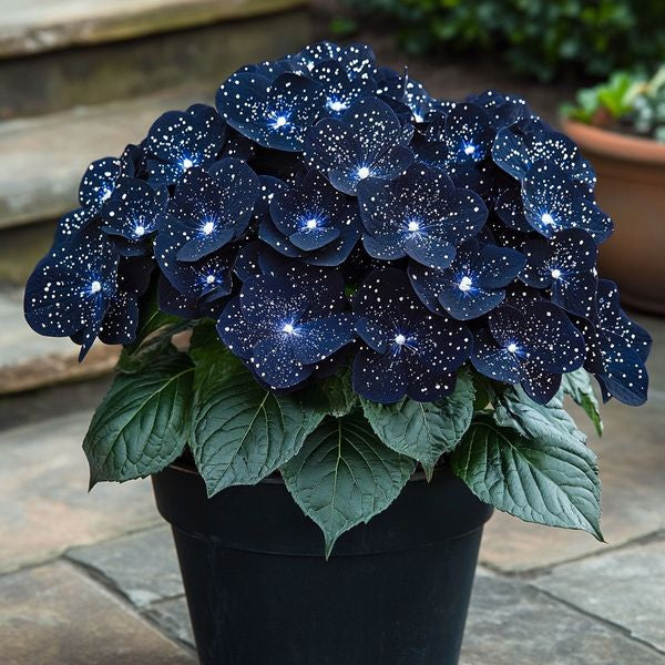 🦋🌙Midnight Wings Begonia