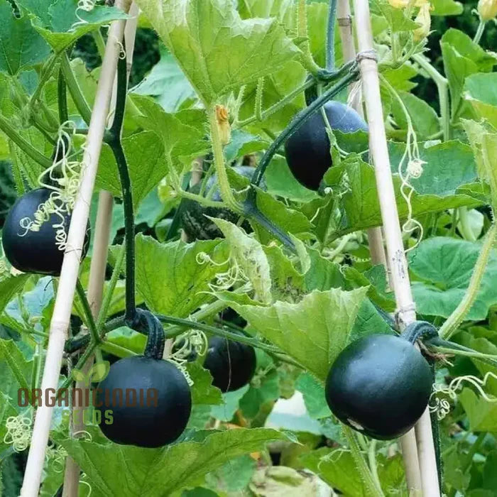 Squash 'Little Gem Rolet' Seeds For Planting: Hardy Gardening Variety for Your Vibrant Garden