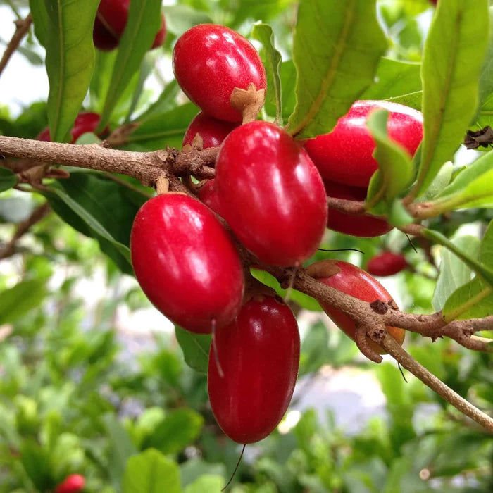 Synsepalum Dulcificum Seeds Miracle Berry, Miracle Fruit Red Berries for Outdoor Growing