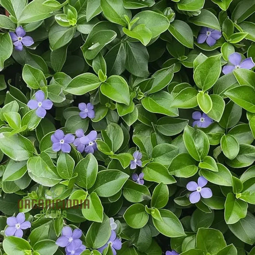 Vinca Minor Flower Seeds for Gardening and Planting