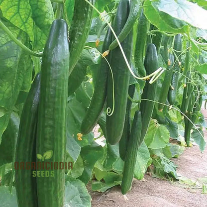 Cucumber Carmen F1 Hybrid Vegetable Seeds for Planting, Premium Quality Cucumbers Seeds for Your Home Garden