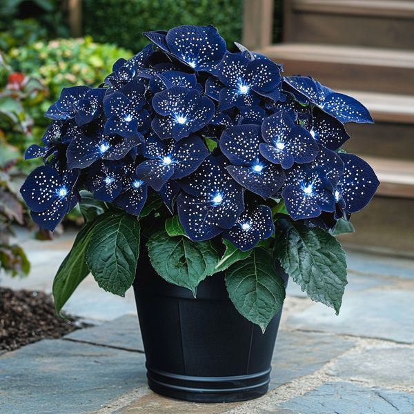 🦋🌙Midnight Wings Begonia