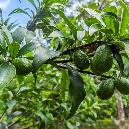 Avocado Seeds, butter fruit seeds for planting, Rare Mexicola Grande Green Avocado