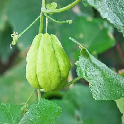 Chayote Seeds for Planting - Enhance Your Garden and Cuisine