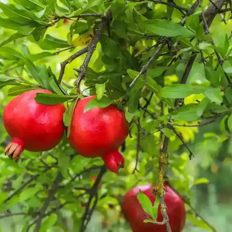 Dwarf Fruit Seeds for Planting Combo Pack, 15 Varieties, 10+ Seeds Each - Comprehensive Gardening Guide