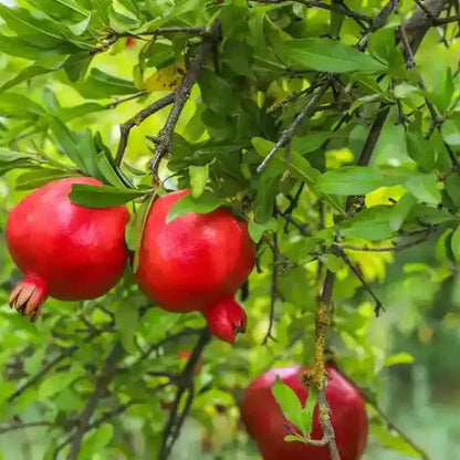 Dwarf Fruit Seeds for Planting Combo Pack, 15 Varieties, 10+ Seeds Each - Comprehensive Gardening Guide