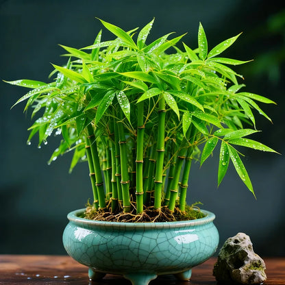 🌿 DreamBamboo — Multi-Color Lucky Bamboo Cypress