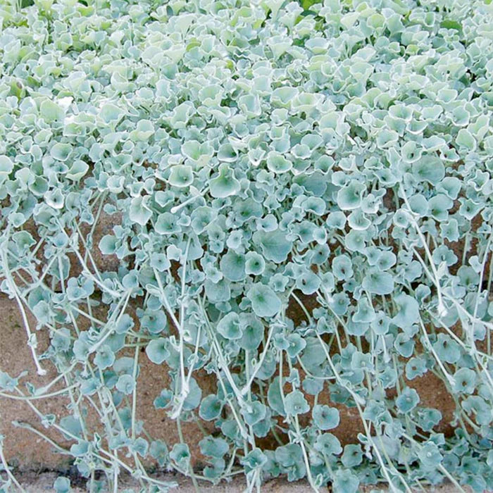 Kucus Dichondra Repens Silver Falls And Emerald Falls Ground Cover Seeds for Hanging Baskets