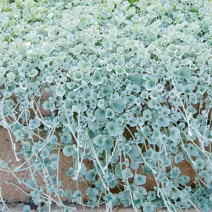 Kucus Dichondra Repens Silver Falls And Emerald Falls Ground Cover Seeds for Hanging Baskets
