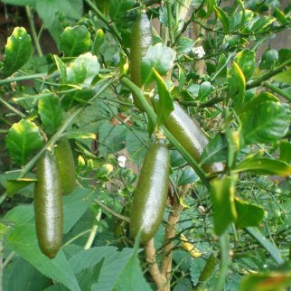 Finger Lime Seeds, High Quality Lime Fruits Seeds For Planting