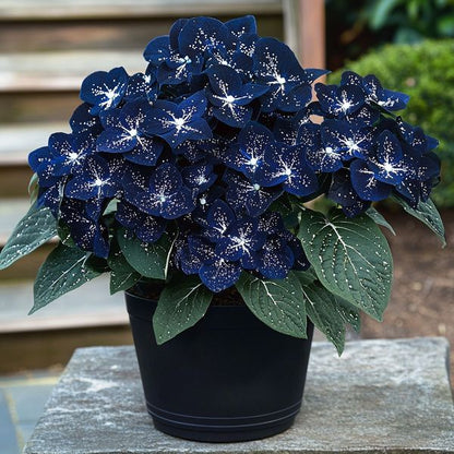 🦋🌙Midnight Wings Begonia