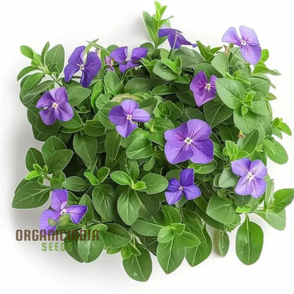Vinca Minor Flower Seeds for Gardening and Planting