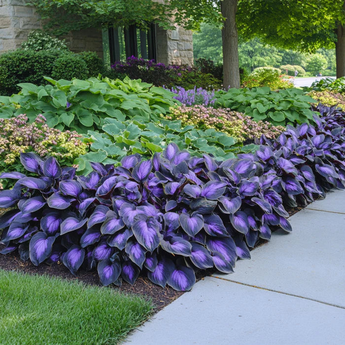 Rare Mix Hosta Plant Seeds, Purple Black, Exotic Shade Garden Beauty