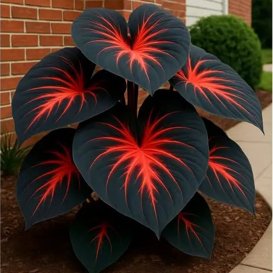 Imported Hosta Flower Bulbs Seeds🎁2025 Special Offer