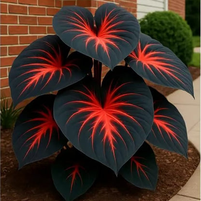 Imported Hosta Flower Bulbs Seeds🎁2025 Special Offer