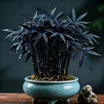 🌿 DreamBamboo — Multi-Color Lucky Bamboo Cypress