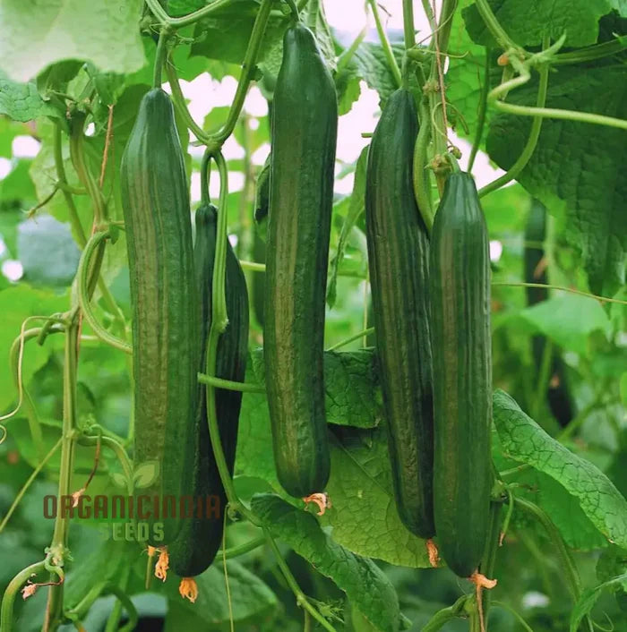 Cucumber Carmen F1 Hybrid Vegetable Seeds for Planting, Premium Quality Cucumbers Seeds for Your Home Garden