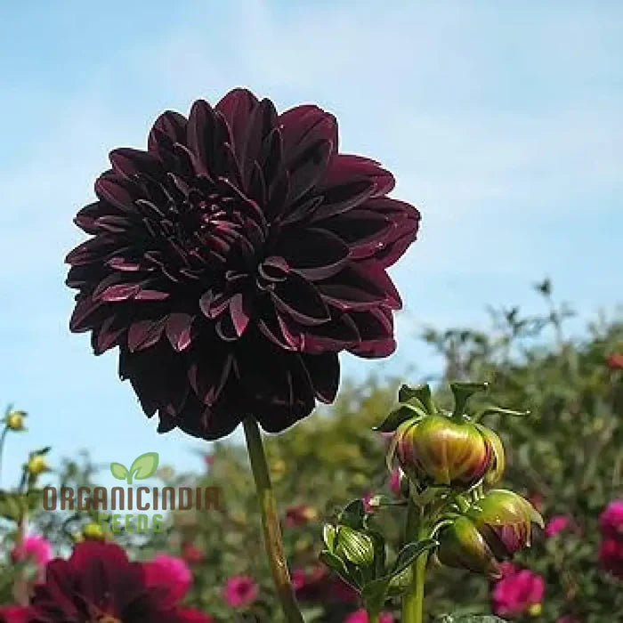 Dahlia Flower Seeds to Plant Outside