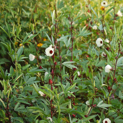 Gongura Leaves (Sorrel leaves) Seeds for Planting - High-Quality Seeds for Your Garden