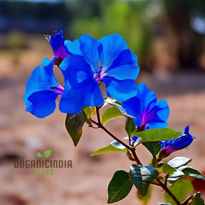 Blue Bougainvillea Flower Seeds - Stunning Mediterranean Beauty for Your Garden