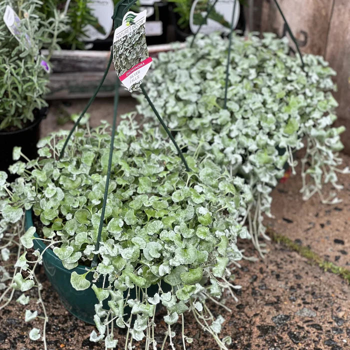 Kucus Dichondra Repens Silver Falls And Emerald Falls Ground Cover Seeds for Hanging Baskets