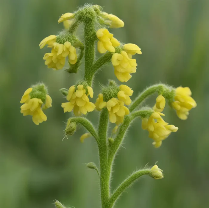 Yellow Rattle Seeds, Rhinanthus Minor Native Flower Spring Flower Seeds